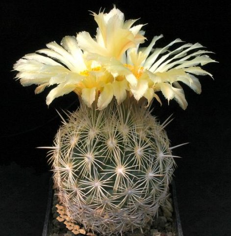 Coryphantha_echinus